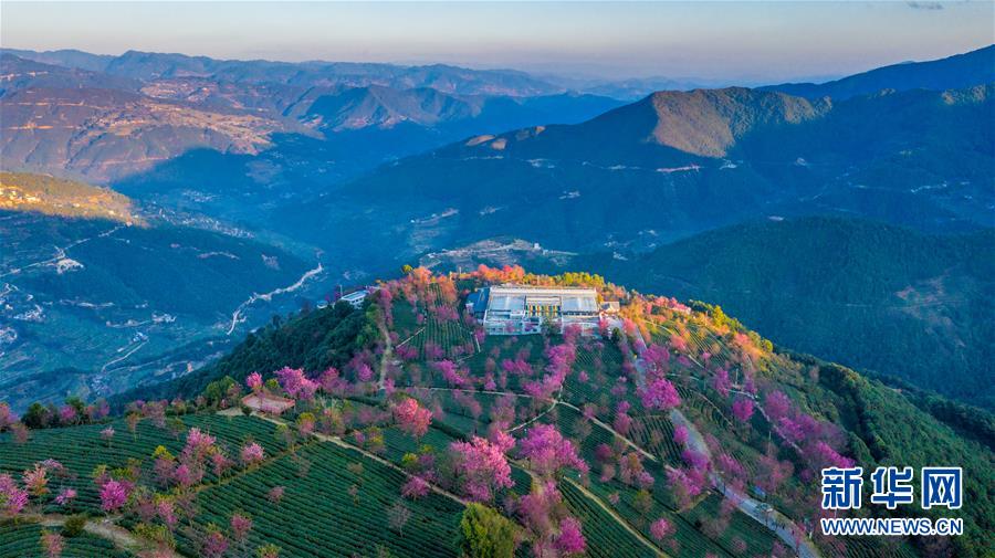 无量山樱花谷:茶园泛绿 樱花似霞