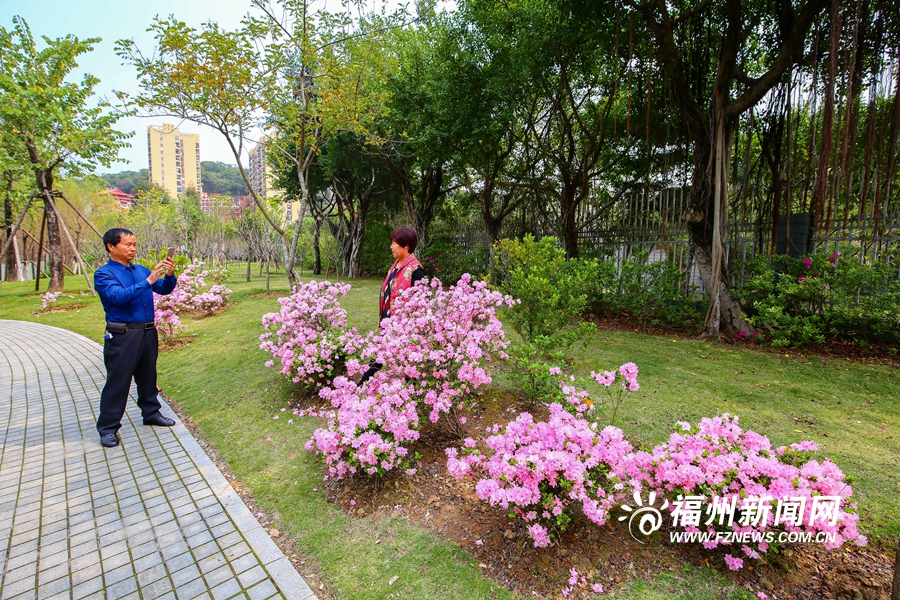 琴亭湖公园杜鹃花盛放　市民踏春赏花