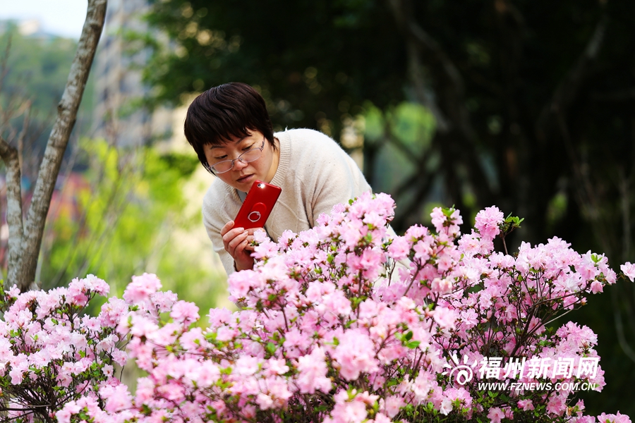 琴亭湖公园杜鹃花盛放　市民踏春赏花