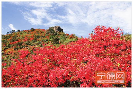 寿宁仙岩杜鹃花 曾良臻 摄