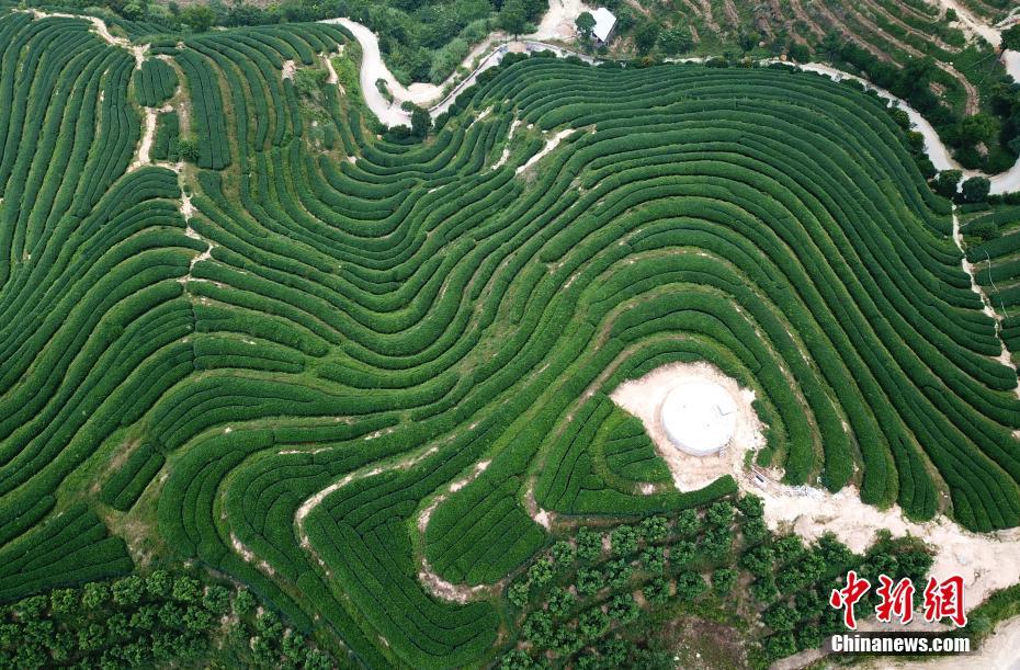 航拍福建平和壮观的茶山梯田