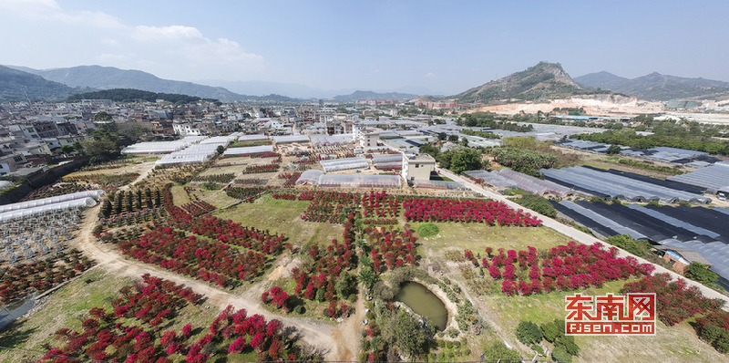 漳州九湖镇的三角梅种植基地航拍