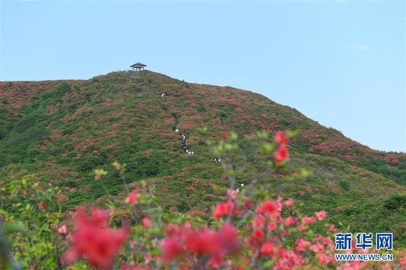 杜鹃花开景色美 东南网 福建官方新闻门户