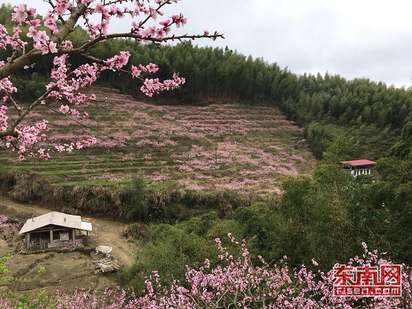 三明永安千畝桃林花綻放 遊客如織踏青來