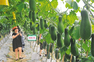 东盟蔬菜新品种博览会在广西国家级农作物品种区域试验站拉开帷幕