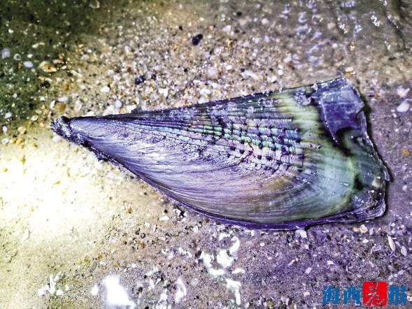 江珧,俗称"杀猪刀"