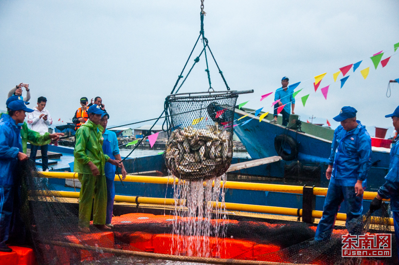 宁德举办大黄鱼捕捞季 探索"人鱼海"和谐共存之路