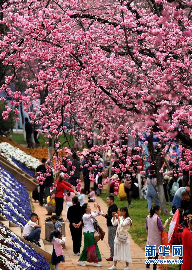 昆明樱花盛开游人纷至沓来