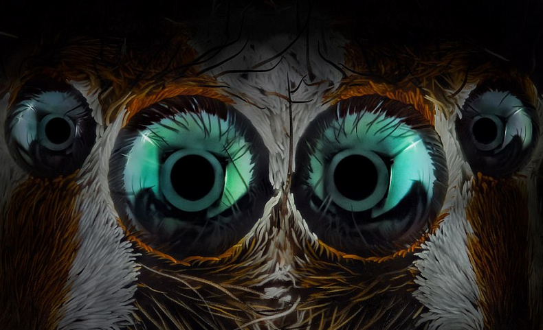 摄影师微距拍跳蛛 四只眼睛似外星生物